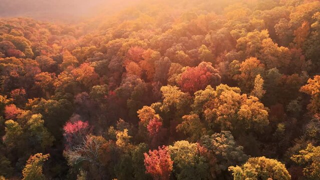 Colorful fall forest sunrise trees via drone aerial over foggy autumn Arkansas ozark mountains
