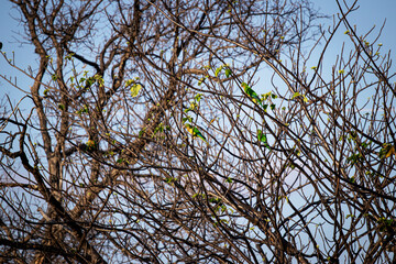 Aratingas da Caatinga
