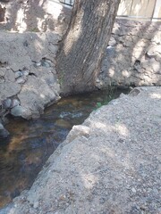 Stream by tree
