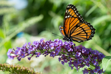a Viceroy butterfly (Limenitis archippus) on a purple Buddleja davidii flower