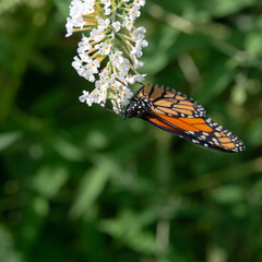 butterfly nectaring on the tip of a Buddleja davidii blossom