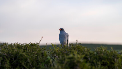 Pale Chanting Goshawk perched on a bush, Addo Elephant National Park, South Africa