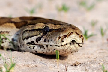 Head of a python in the Kalahari, Botswana