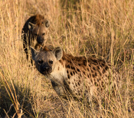 Two Hyenas