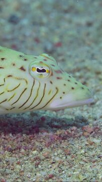 Vertical video, Close-up of Speckled Sandperch or Blacktail grubfish (Parapercis hexophtalma) lie on sandy-rocky bottom at evening time on sunset sunrays, slow motion
