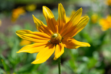 large rudbeckia flower close-up
