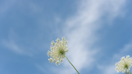 Daucus carota or wild carrot umbels photographed from the verso on a blue summer sky - obrazy, fototapety, plakaty