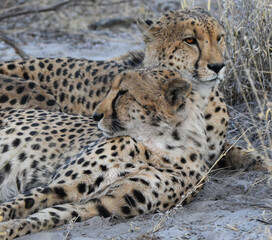 Cheetah Brothers in the Okavango Delta