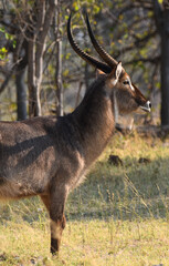 Waterbuck Profile
