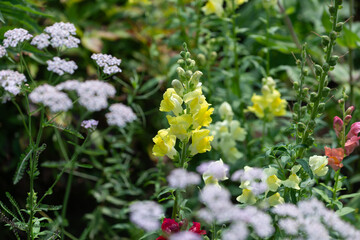 Antirrhinum majus or snapdragons and (out of focus) pink yarrow in a garden