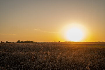 Panoramic photo, evening sunset on a wheat field in Ukraine, near Lviv, place for inscription. Peaceful sky in the west