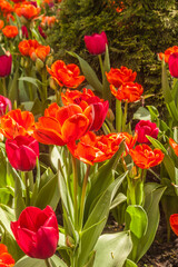 Blooming tulips in a flower bed in the park