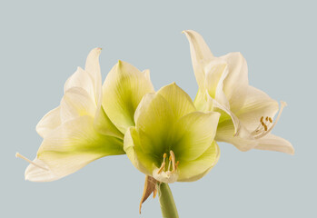 Fototapeta na wymiar Blooming hippeastrum (amaryllis) 