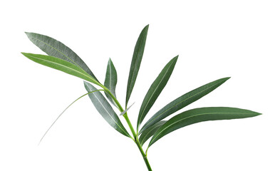 Oleander, Nerium isolated on white,  clipping path