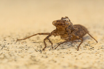 An Incredible Front-View Portrait of a Huge Brown Locust Lying Dead on An Old Rock in Summer 