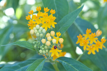 Ladybug on yellow milkweed flowers.