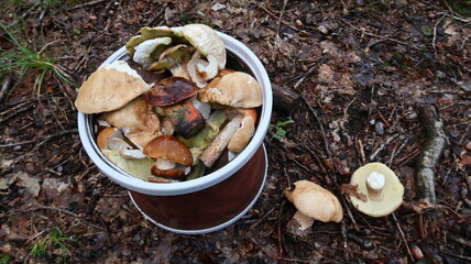 Edible forest mushrooms in a bucket. 