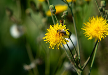 yellow dandelion flower