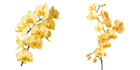 Selective focus on transparent background of yellow orchids in plastic bloom