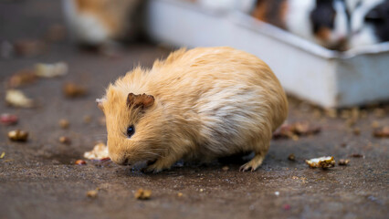 Guinea Pig at World of Birds Wildlife Sanctuary and Monkey Park, Hout Bay, South Africa