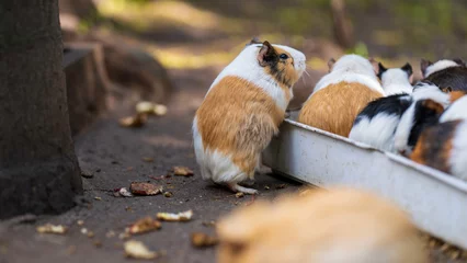 Fototapeten Guinea Pig at World of Birds Wildlife Sanctuary and Monkey Park, Hout Bay, South Africa © Jose