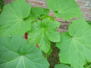 Okra leaves