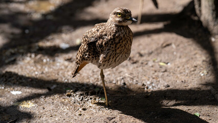 Portrait of a Spotted Thick-knee standing on one leg, World of Birds Wildlife Sanctuary and Monkey Park, Hout Bay, South Africa