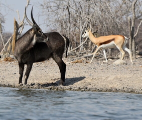 Waterbuck and Springbok at the Waterhole