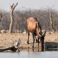 Red Hartebeest Drinking