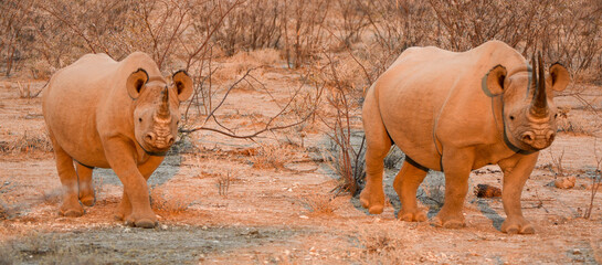 Two Rhinos at Sunrise - obrazy, fototapety, plakaty