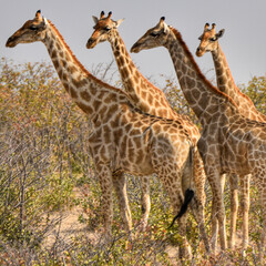 Four Giraffes