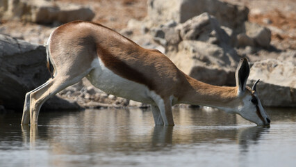 Drinking Springbok