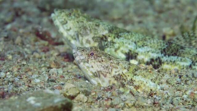 Close-up of pair of Slender Lizardfish or Gracile lizardfish (Saurida gracilis) lie on sandy bottom in evening time on sunset sunshine, slow motion