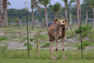 Young camel seen at the local safari