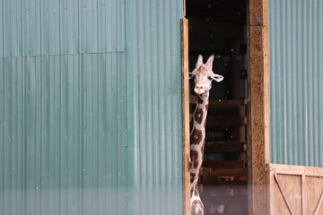 young giraffe peaking out of barn at the local safari