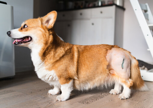 Sad dog after hip dysplasia , femoral head osteoctomy  (FOH) surgery