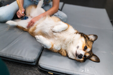 welsh corgi Pembroke dog during manual therapy