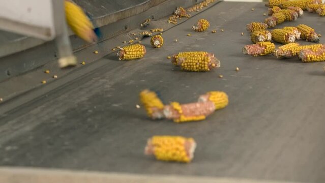 Corn cobs on conveyor belt. close-up. De-foliated corn cobs are moving on automated conveyor belt. Agribusiness. Corn processing factory. Corns transmitted on conveyor belt