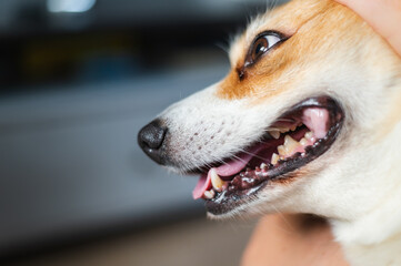 Welsh corgi Pembroke teeth with plaque