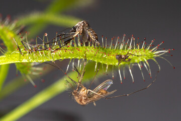 Carnivorous plant Drosera capensis, known as Cape sundew in selective focus.