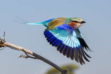 Flying Lavender-breasted Roller