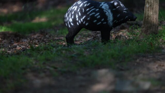 View of a 3D javelina or peccary decoy target set up in a forest for bowhunter practice and competition.