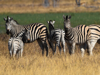 Fototapeta na wymiar Herd of Zebras
