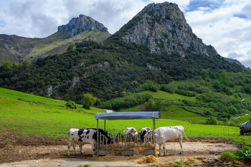 Cabrales cheese farm with cows, cows eat hay, Los Arenas, Asturias, Spain