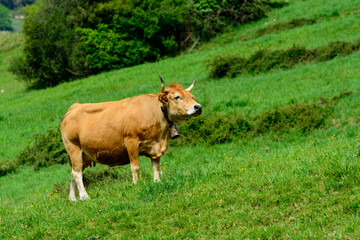 Naklejka na ściany i meble Brown Asturian cows, livestock with little calfs on green grass pasture, Picos de Europe, Los Arenas, Asturias, Spain