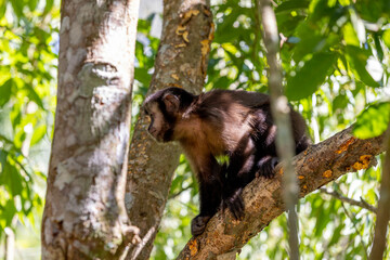 Monkey in a tree of the lush rain forest of the national park Iguazu Falls, one of the new seven...