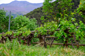 Fototapeta na wymiar Young cluster of grapes in blossom on old grape vine on vineyard in Cantabria, Spain