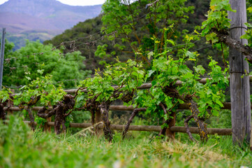 Young cluster of grapes in blossom on old grape vine on vineyard in Cantabria, Spain