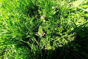 Red Dead Nettle in the gras in summer.