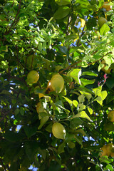 Ripe yellow lemons hanging on a tree in Asturias, North of Spain with the leaves in the garden